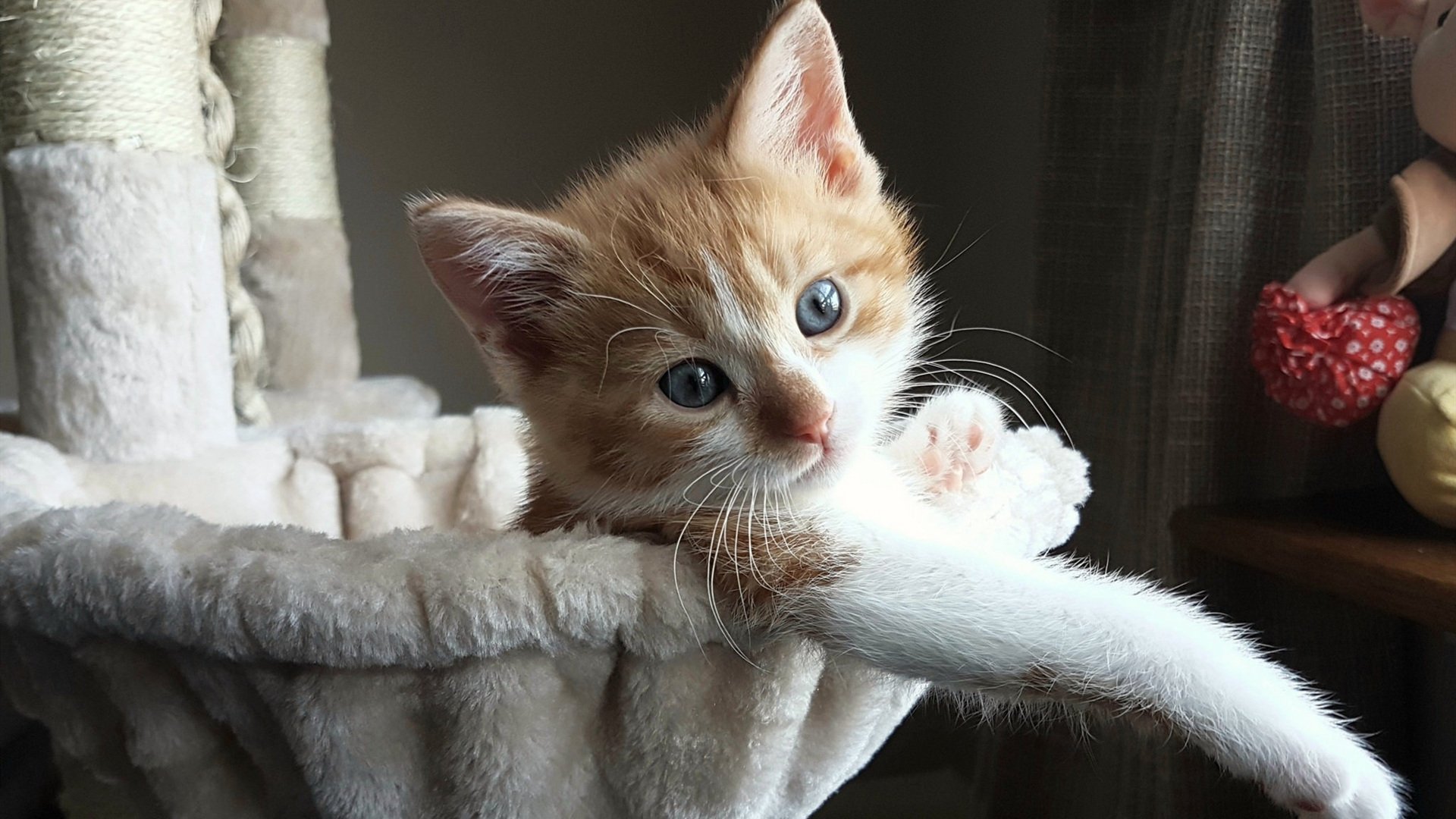 逆风展翅,哈利伯顿在浙江队重压下完成蜕变